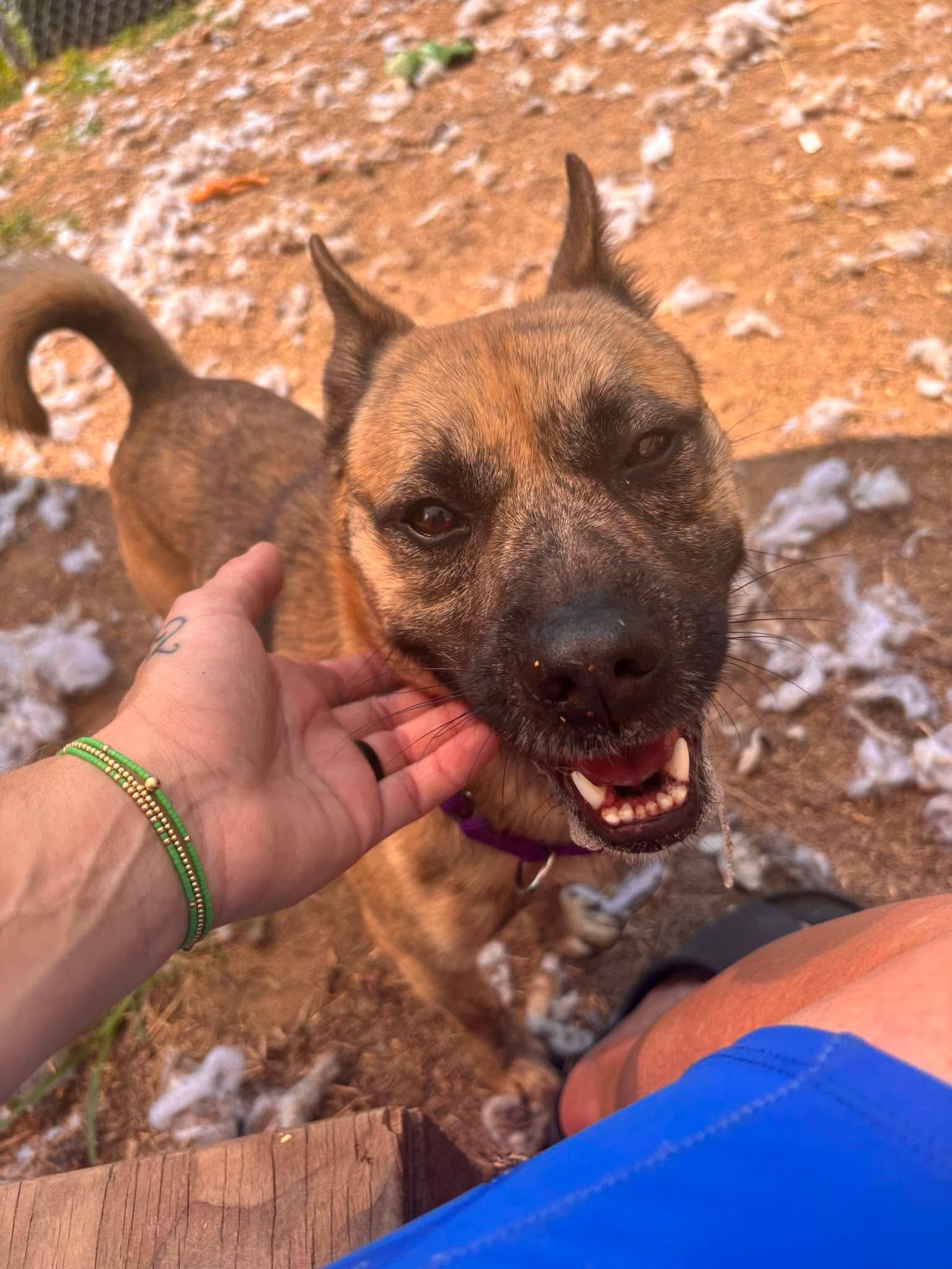 Enlarge Ricky, a Adopted mixed breed in INDIANAPOLIS, IN image 4/6