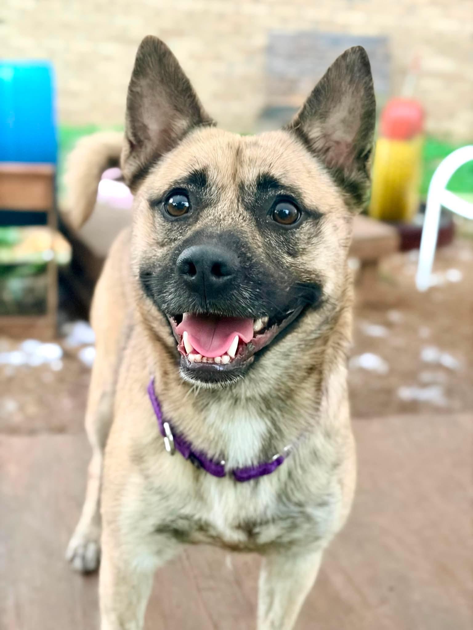 Enlarge Ricky, a Adopted mixed breed in INDIANAPOLIS, IN image 1/6