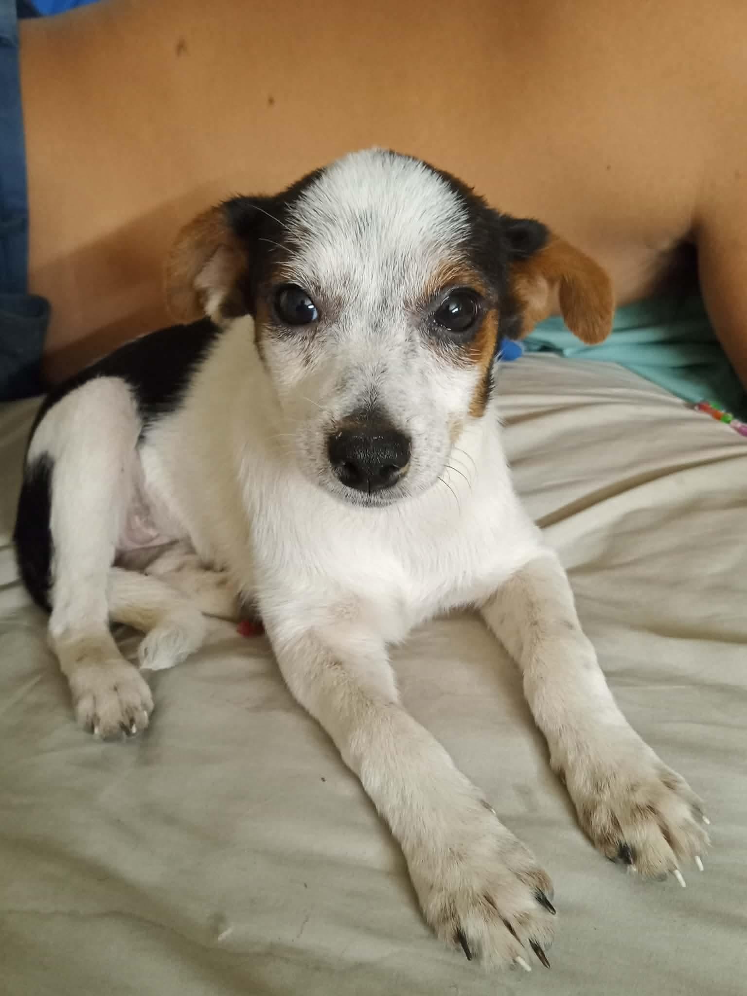 Angel (Meet me 8/15), ADOPTABLE, Puppy Female Chihuahua.
