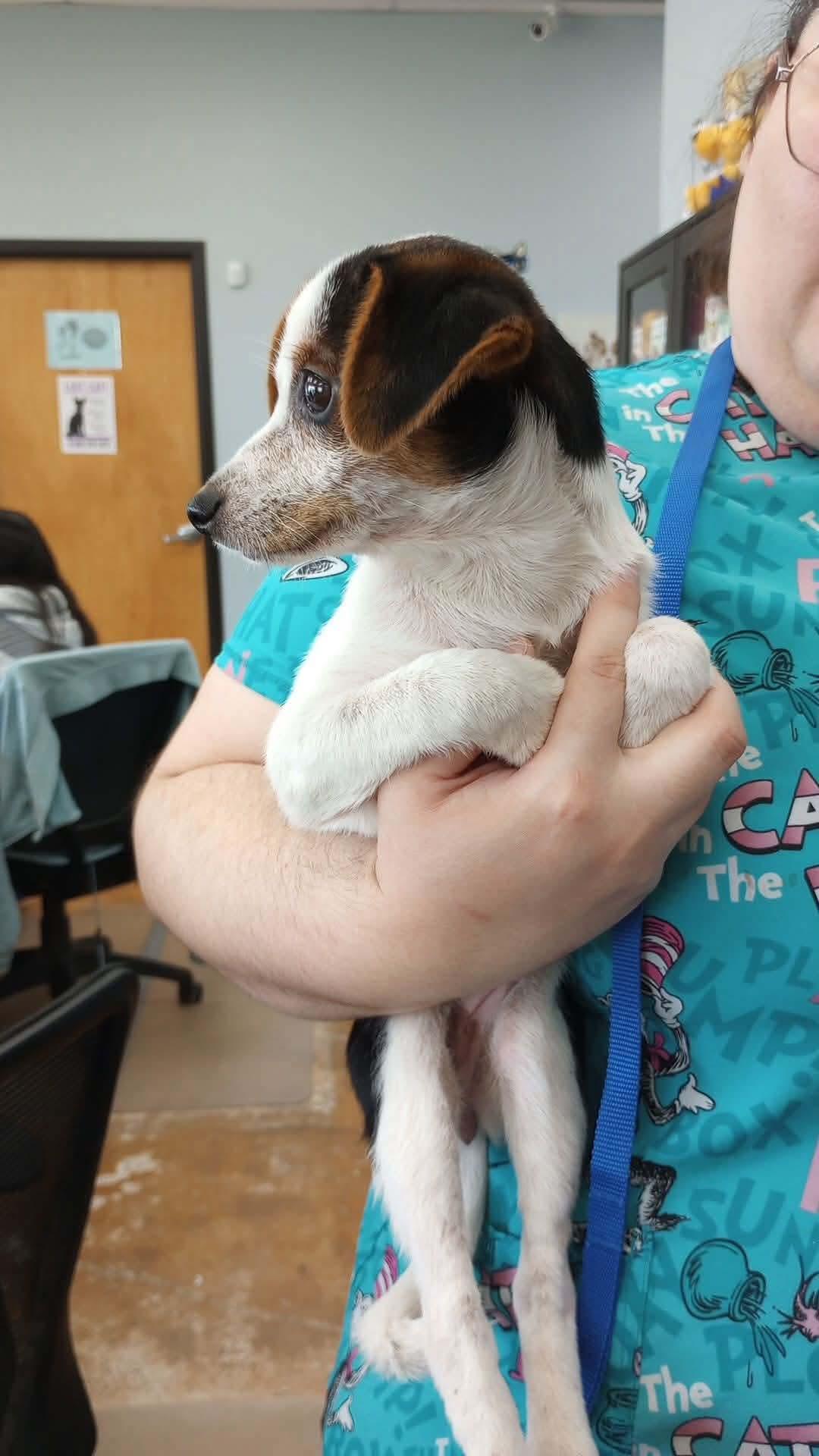 Angel (Meet me 8/15), a ADOPTABLE mixed breed in Gainesville, VA image 2/4