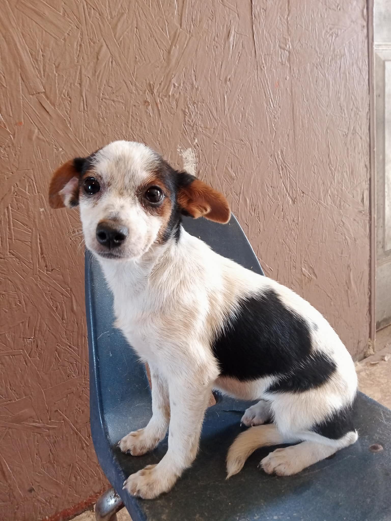 Angel (Meet me 8/15), a ADOPTABLE mixed breed in Gainesville, VA image 4/4