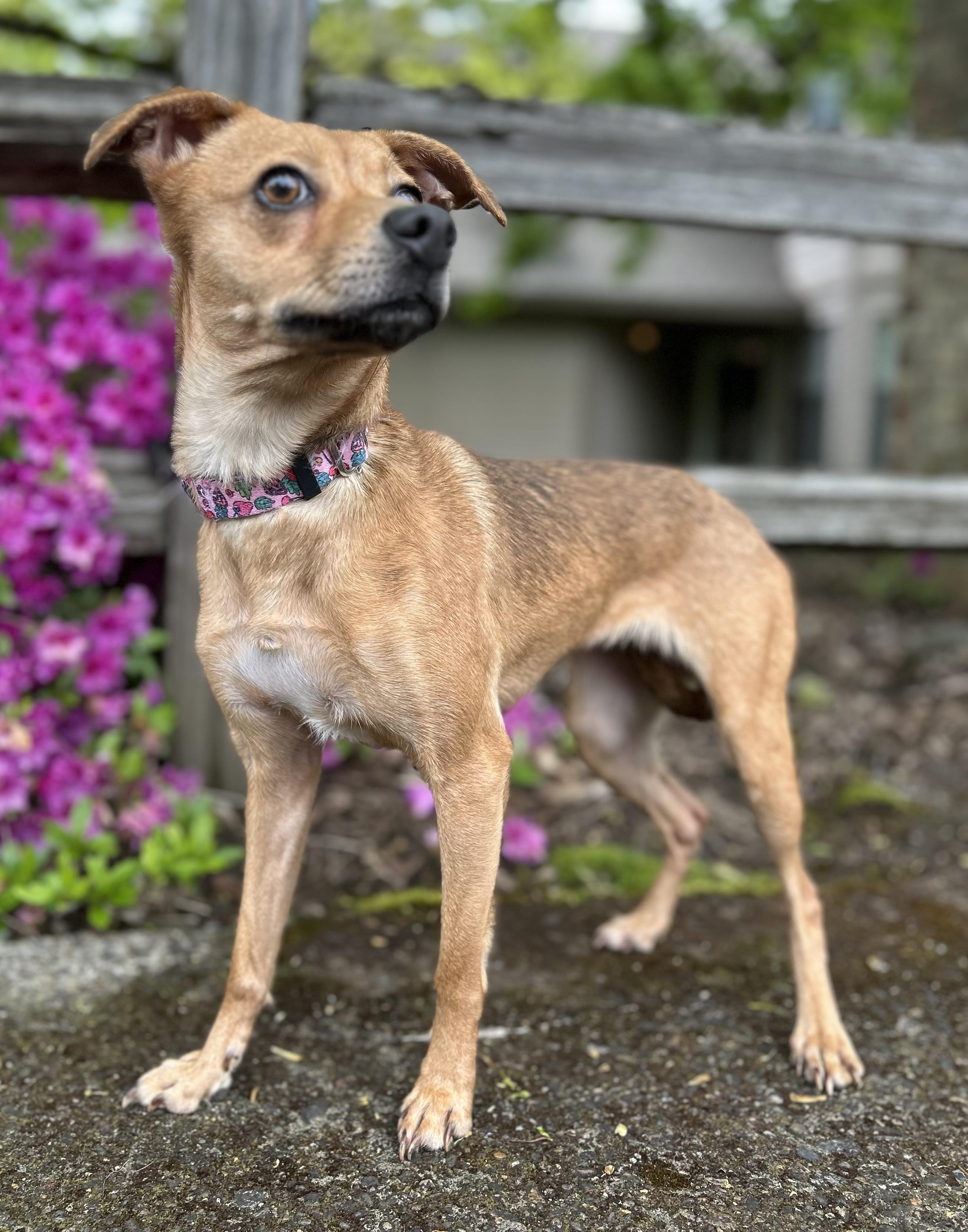 Enlarge Punkin, an adopted Chihuahua in Tigard, OR image 3/5