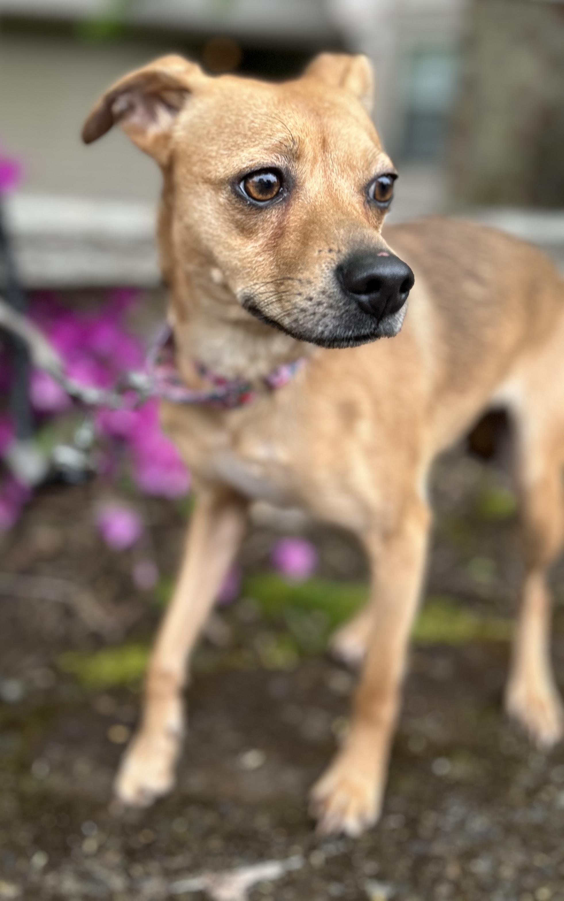 Enlarge Punkin, an adopted Chihuahua in Tigard, OR image 2/5
