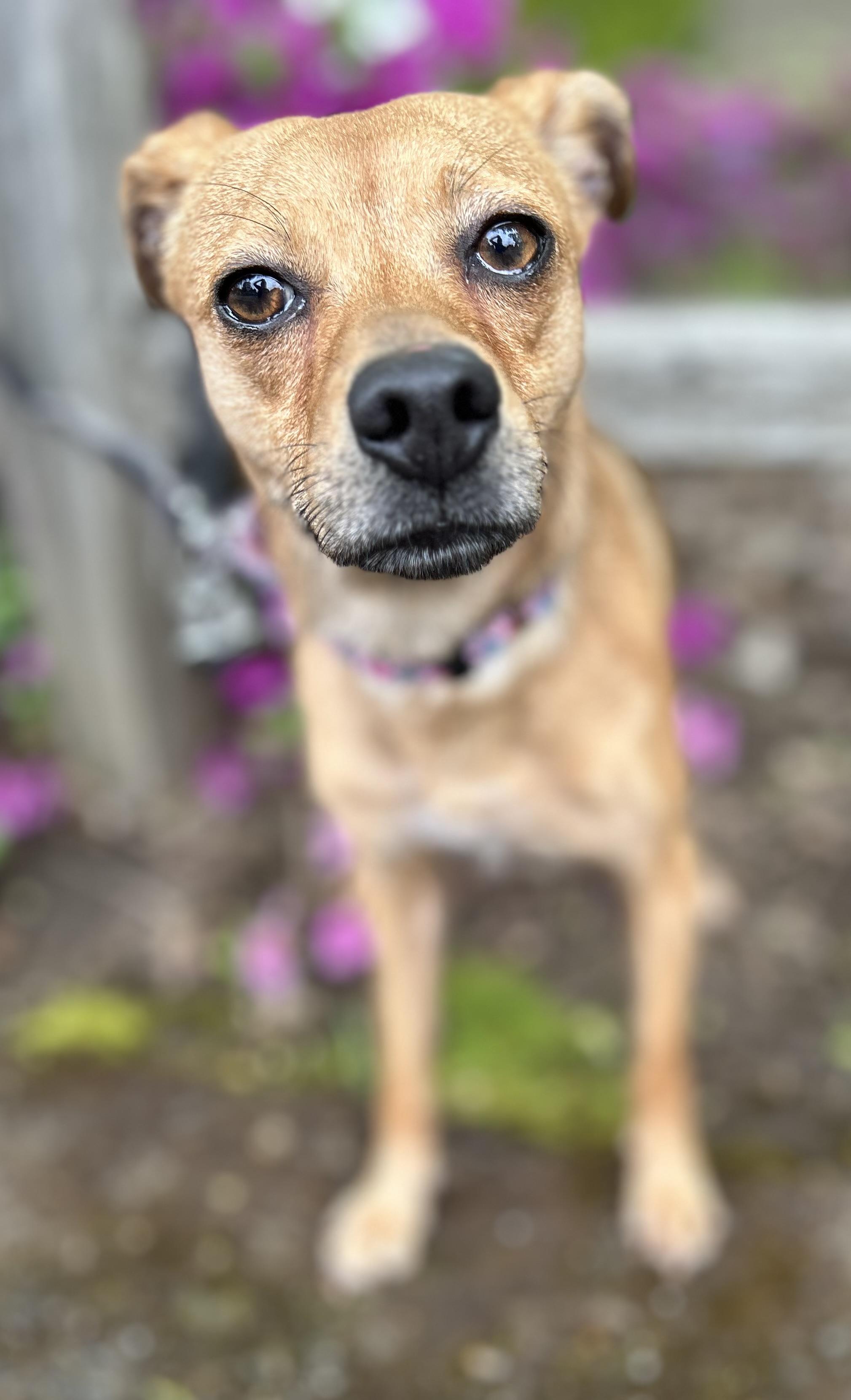 Enlarge Punkin, an adopted Chihuahua in Tigard, OR image 4/5