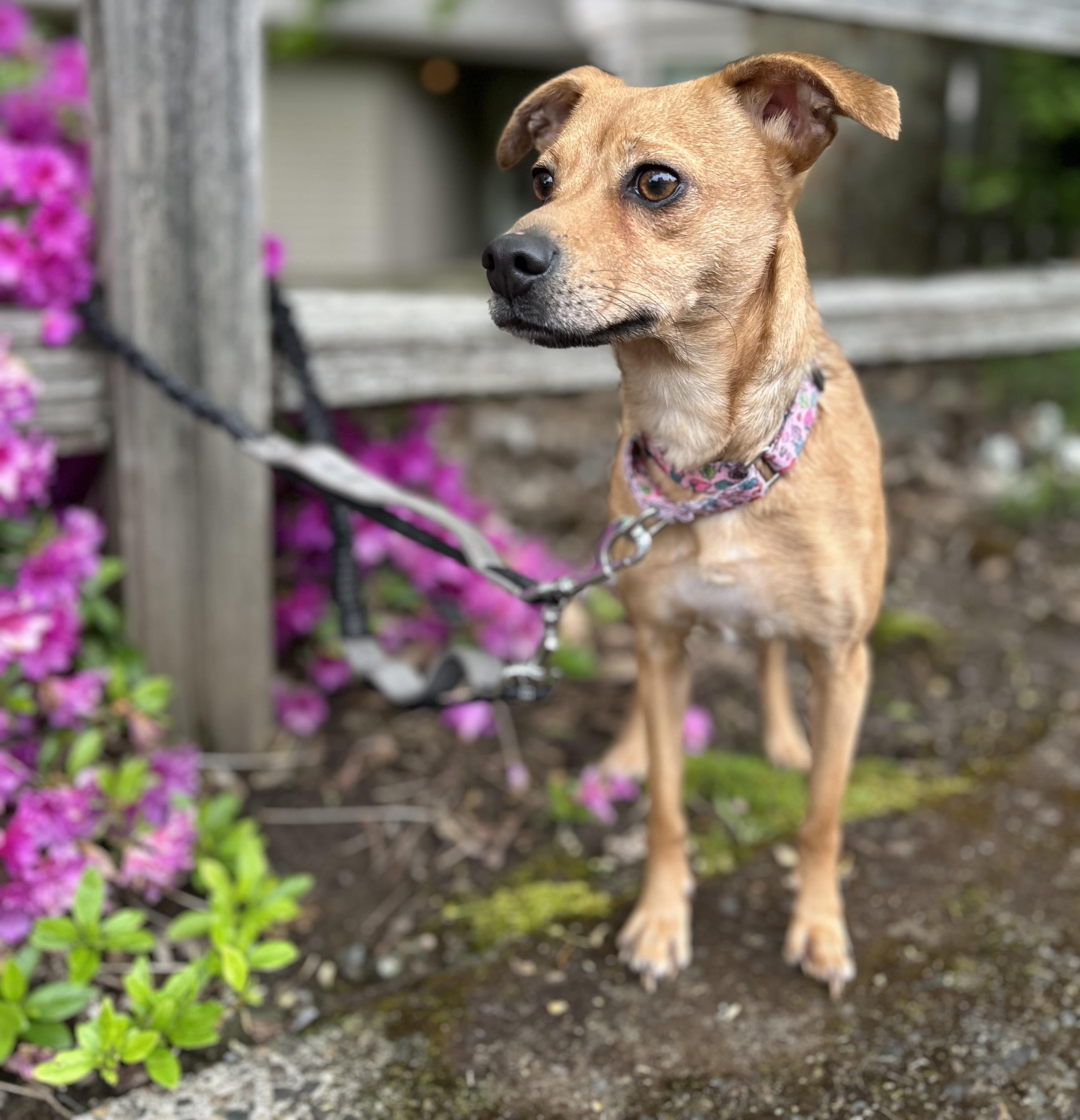 Punkin, adopted, Adult Female Chihuahua.