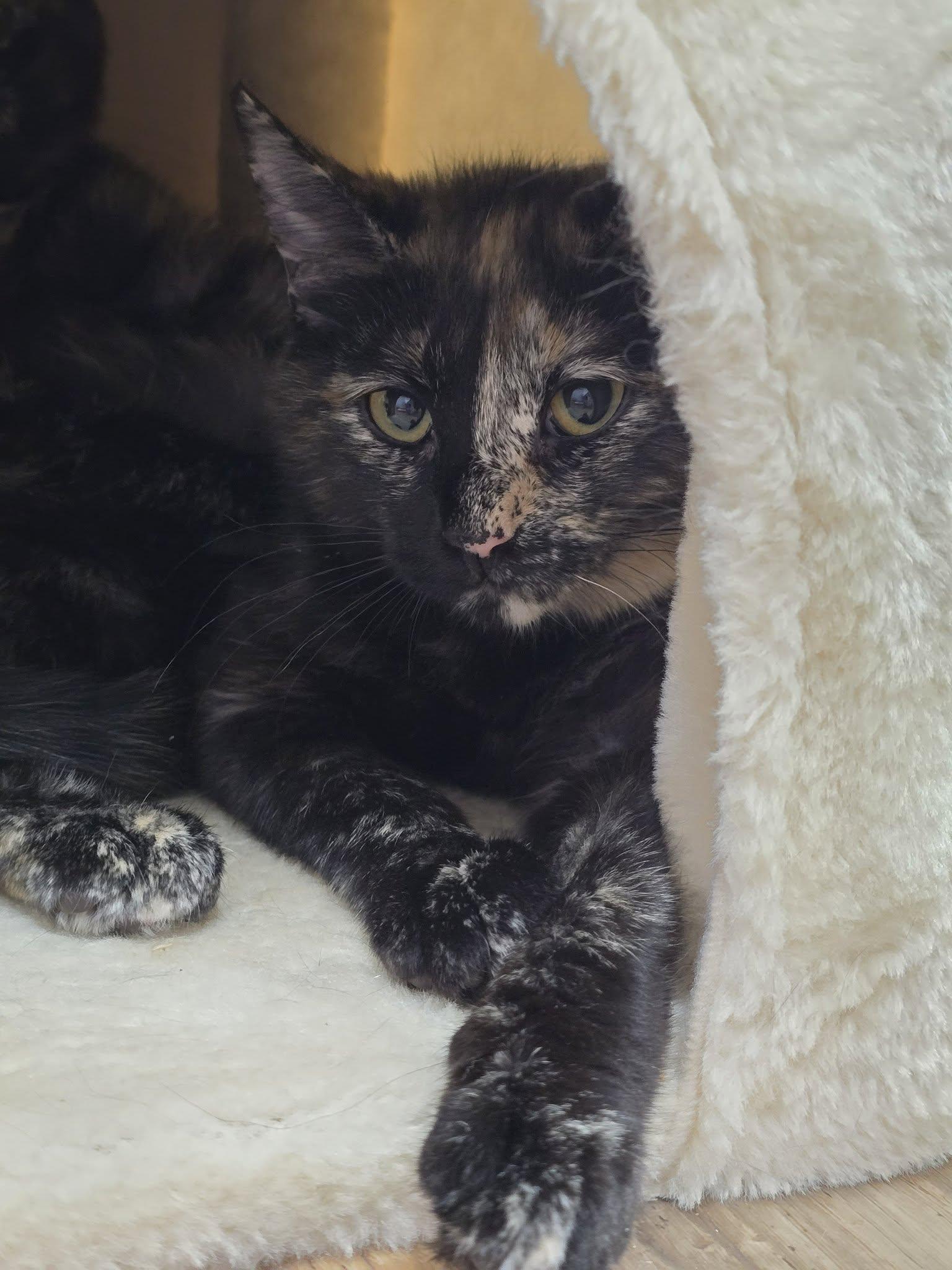 Darlene, adopted, Young Female Domestic Medium Hair.