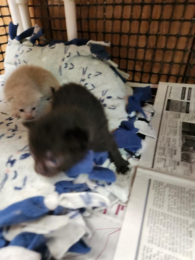 Cat 26952 (Miles) — thumbnail 2