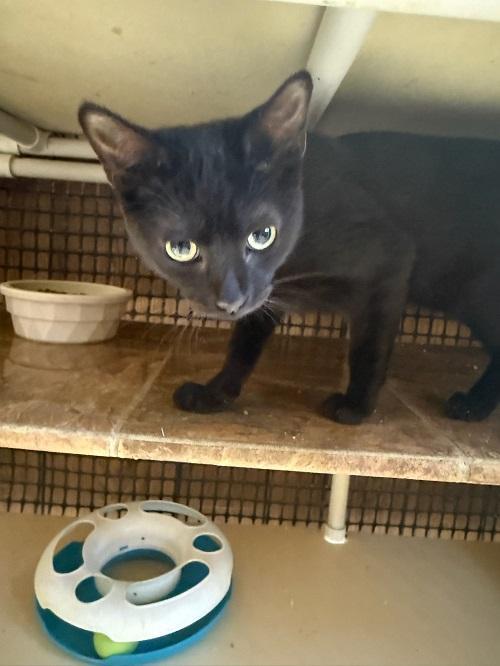 Cat 26952 (Miles) — thumbnail 3