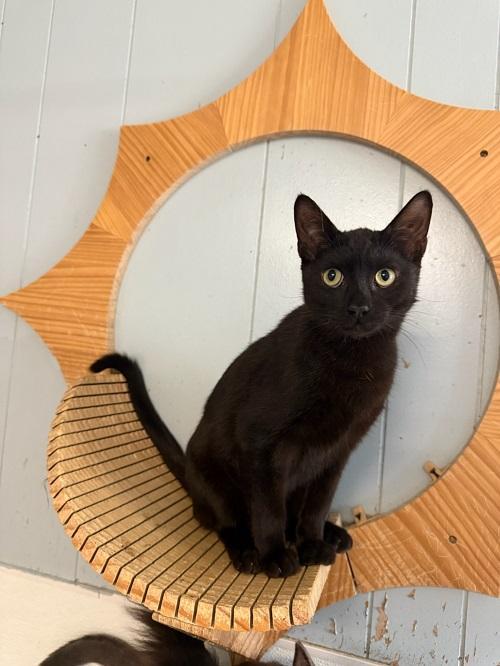 Cat 26952 (Miles) — thumbnail 4