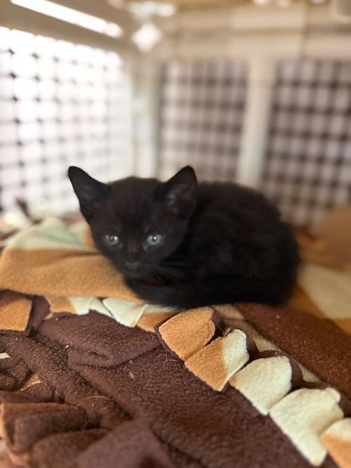 Cat 26952 (Miles) — thumbnail 5