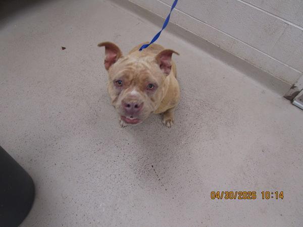 Frannie (802), Adoptable, Adult Female Pit Bull Terrier.