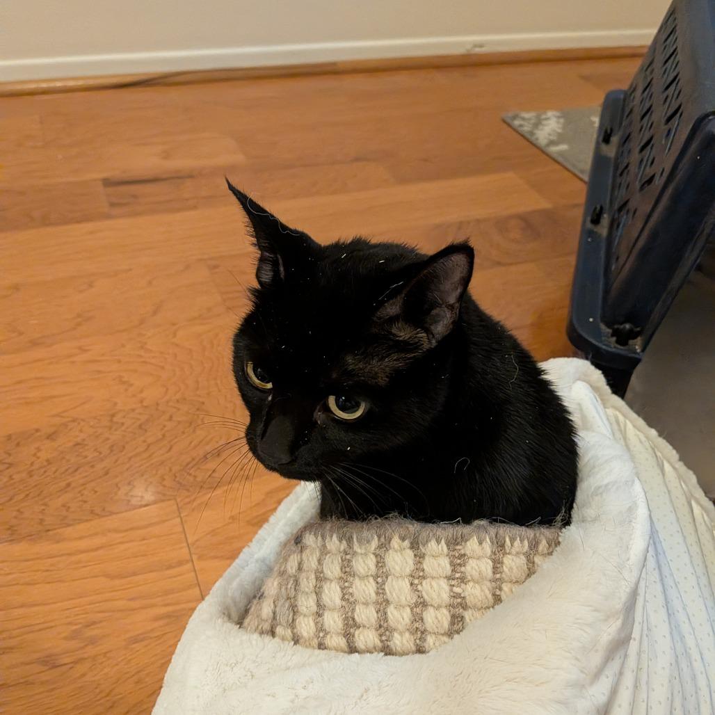 Enlarge Sombra, a Adoptable Domestic Short Hair in Santa Barbara, CA image 1/3