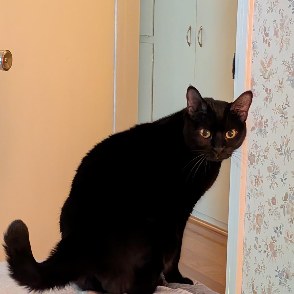 Enlarge Sombra, a Adoptable Domestic Short Hair in Santa Barbara, CA image 2/3