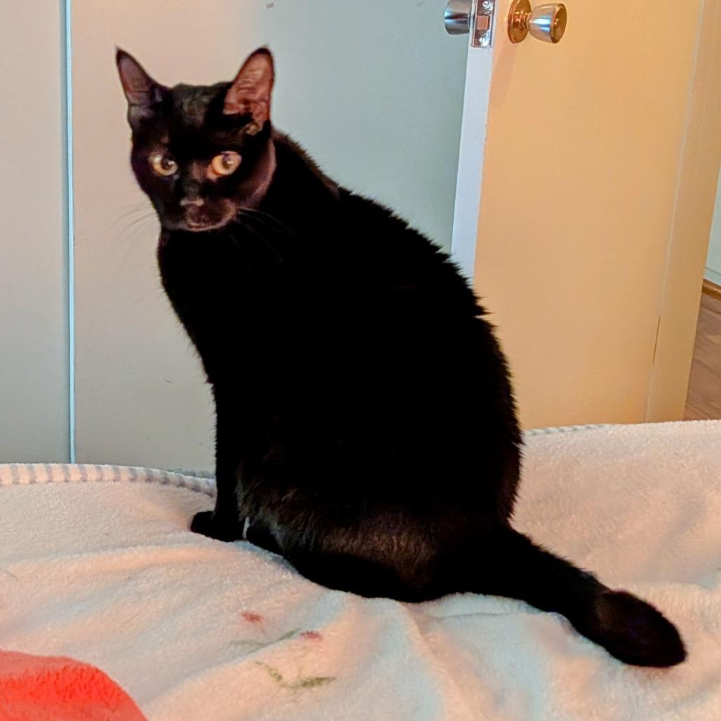 Enlarge Sombra, a Adoptable Domestic Short Hair in Santa Barbara, CA image 3/3