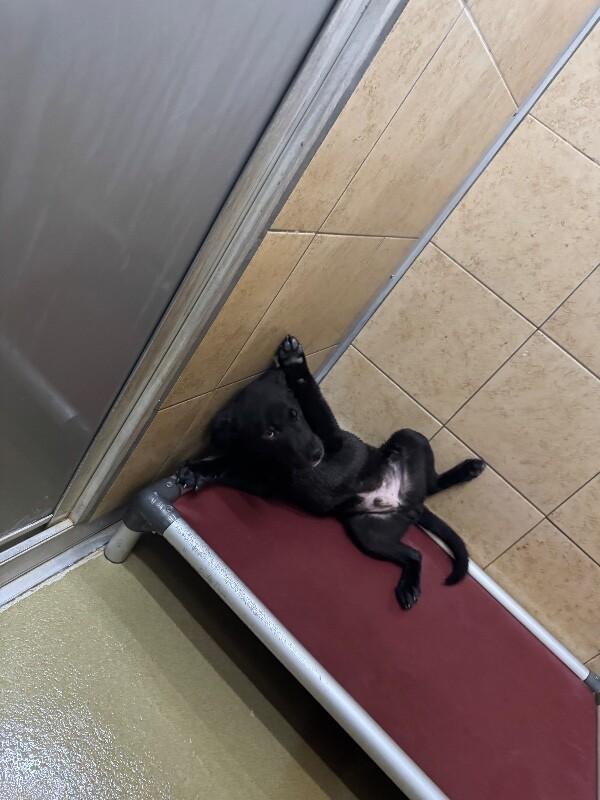Enlarge Ikor, a Adoptable Mixed Breed in Hobbs, NM image 1/5