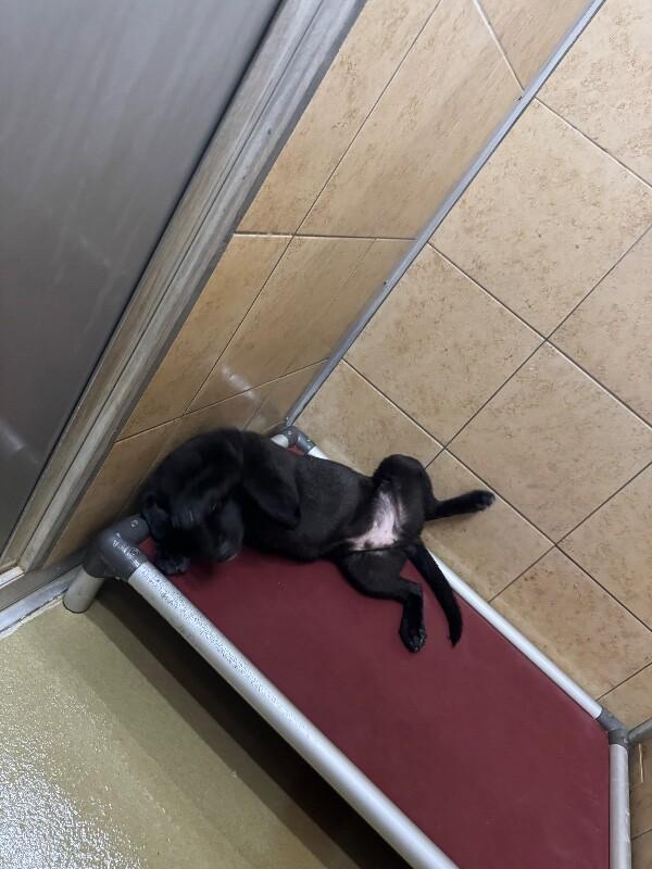 Enlarge Ikor, a Adoptable Mixed Breed in Hobbs, NM image 2/5