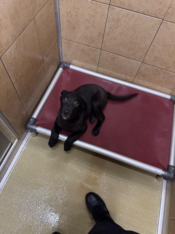 Enlarge Ikor, a Adoptable Mixed Breed in Hobbs, NM image 3/5