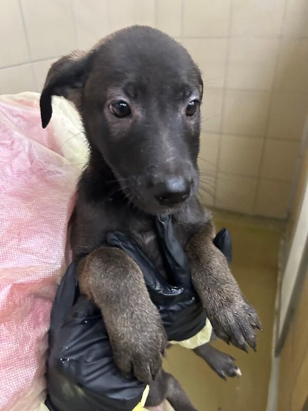 Enlarge Ikor, a Adoptable Mixed Breed in Hobbs, NM image 4/5
