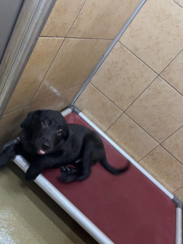 Enlarge Ikor, a Adoptable Mixed Breed in Hobbs, NM image 5/5