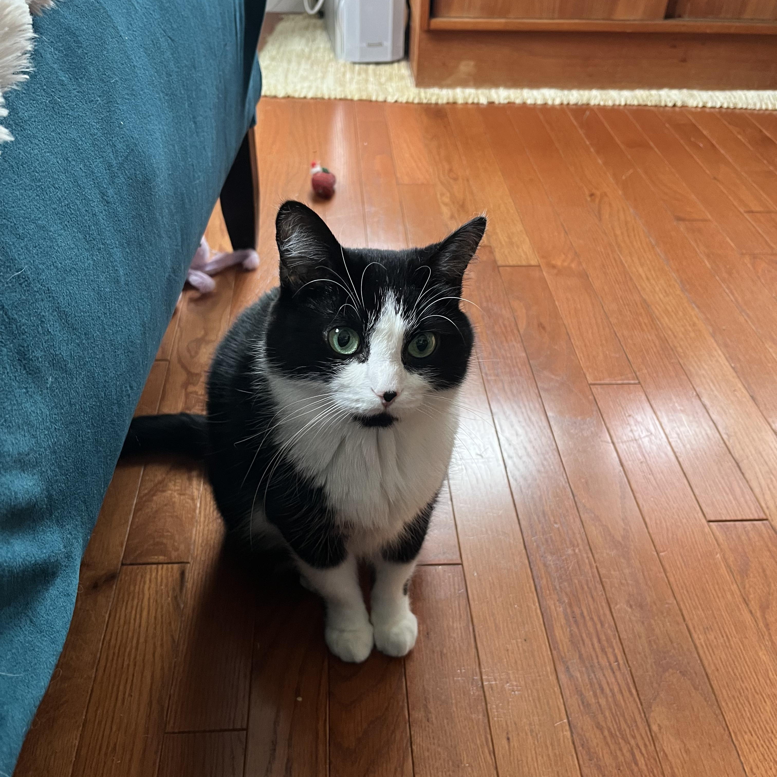 AZALEA, a Adoptable Domestic Medium Hair in East Greenwich, RI image 4/6