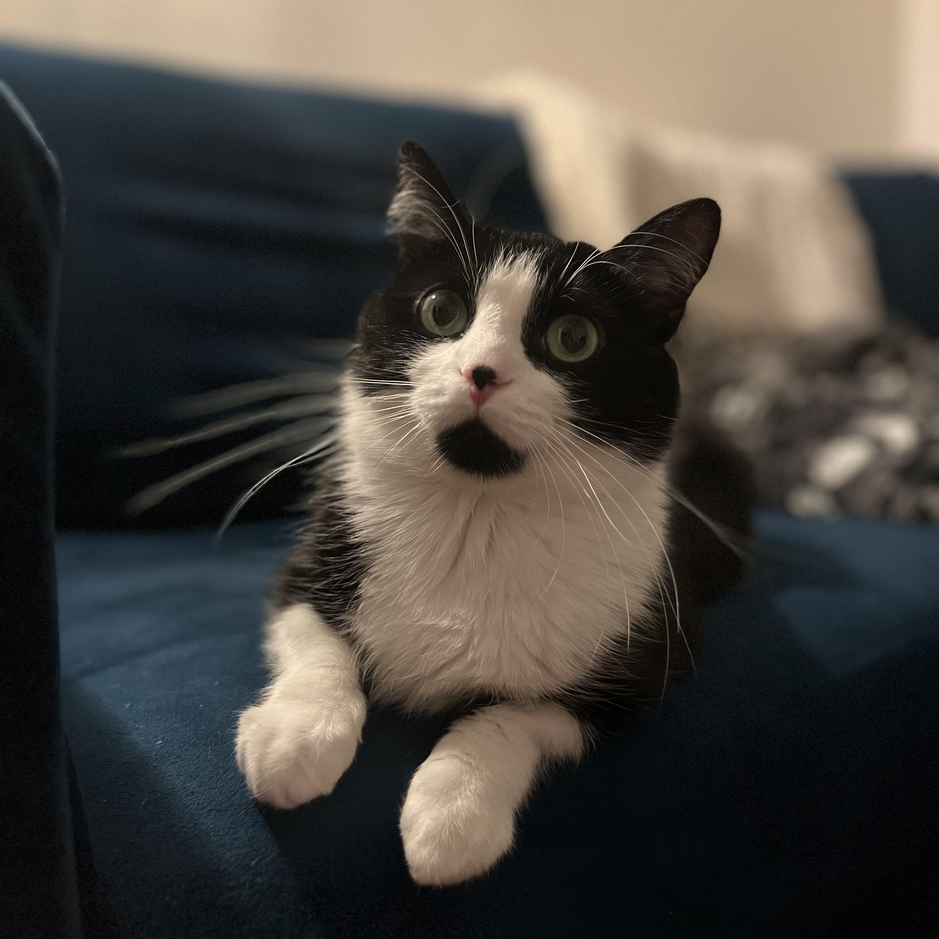 AZALEA, Adoptable, Adult Female Domestic Medium Hair.