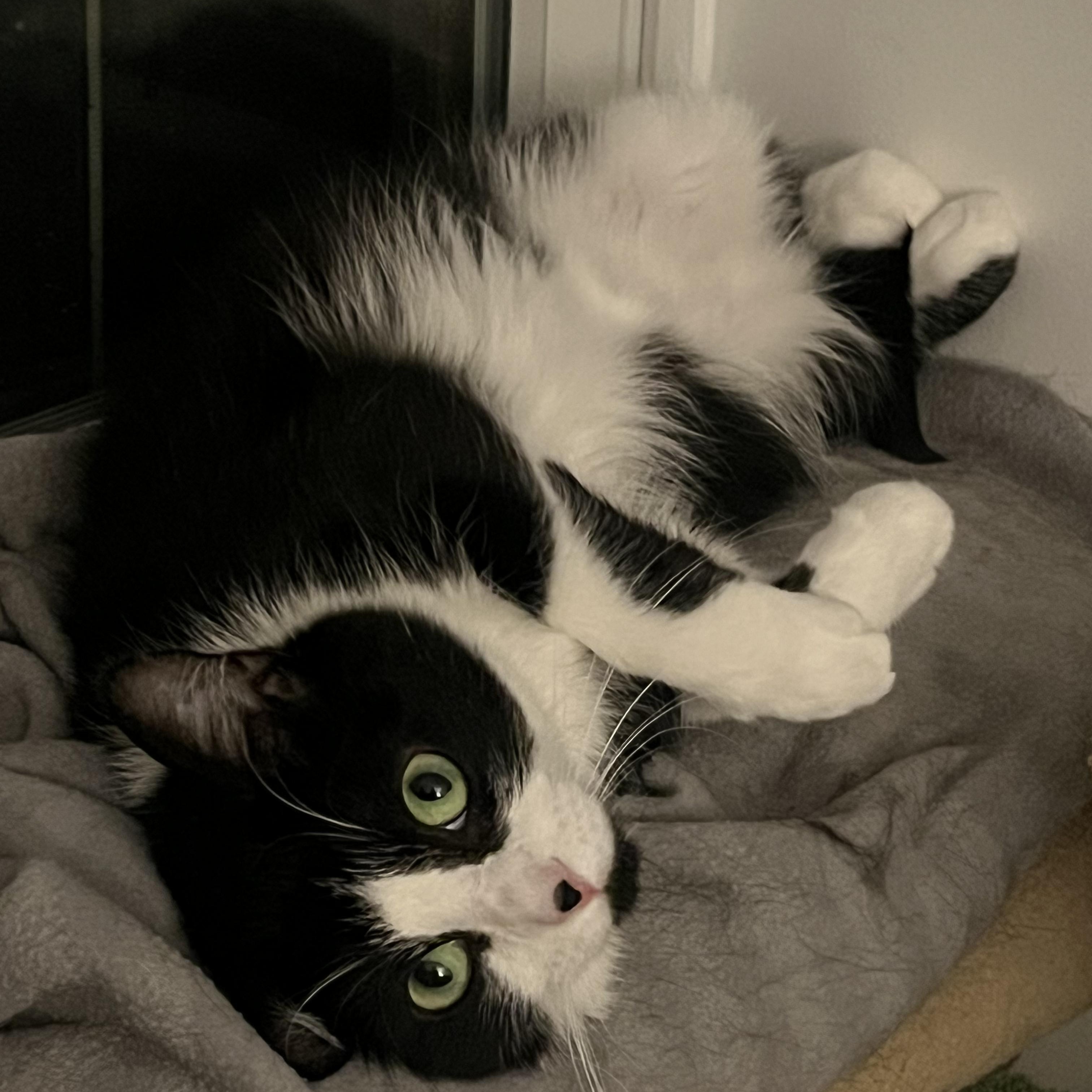 AZALEA, a Adoptable Domestic Medium Hair in East Greenwich, RI image 6/6