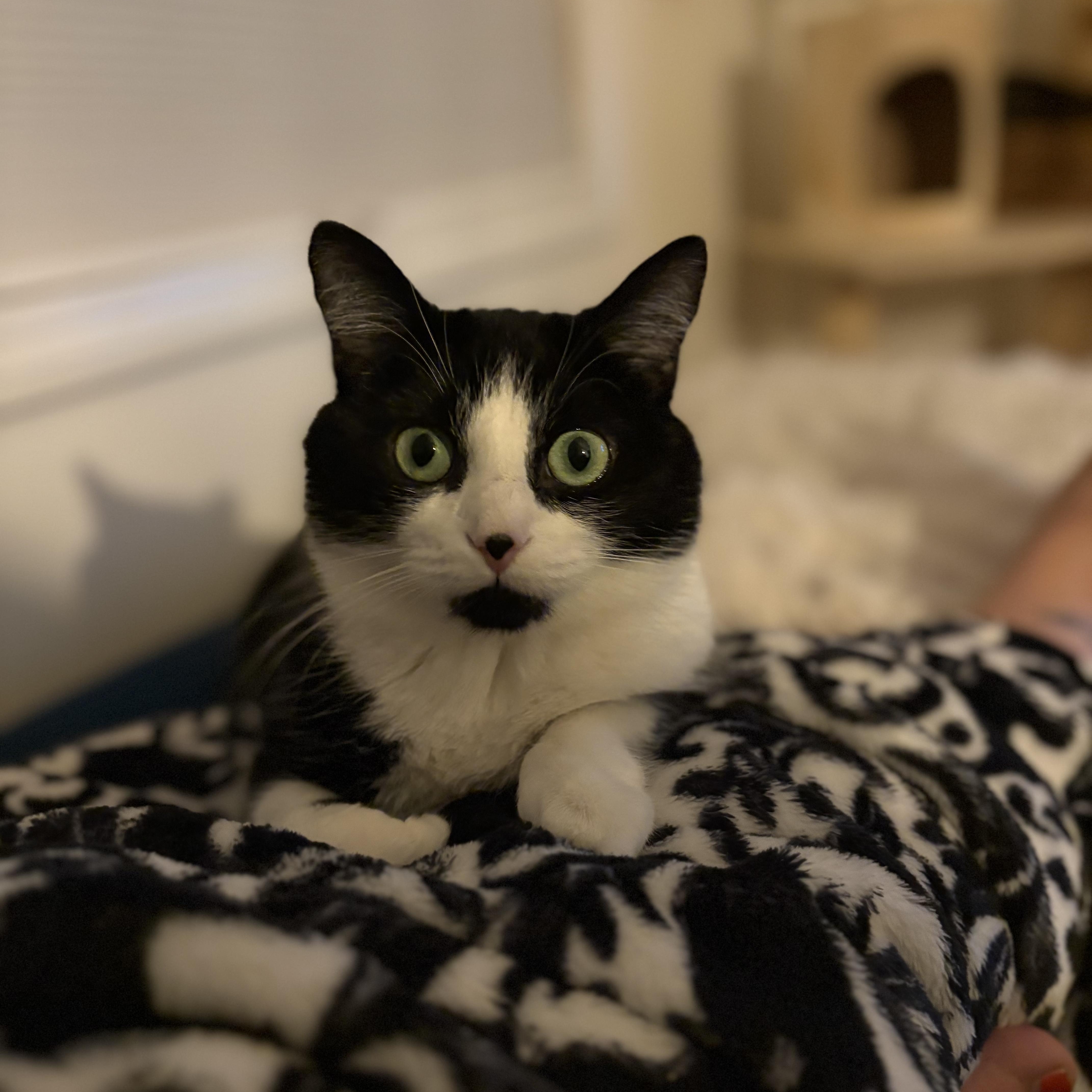 AZALEA, a Adoptable Domestic Medium Hair in East Greenwich, RI image 3/6