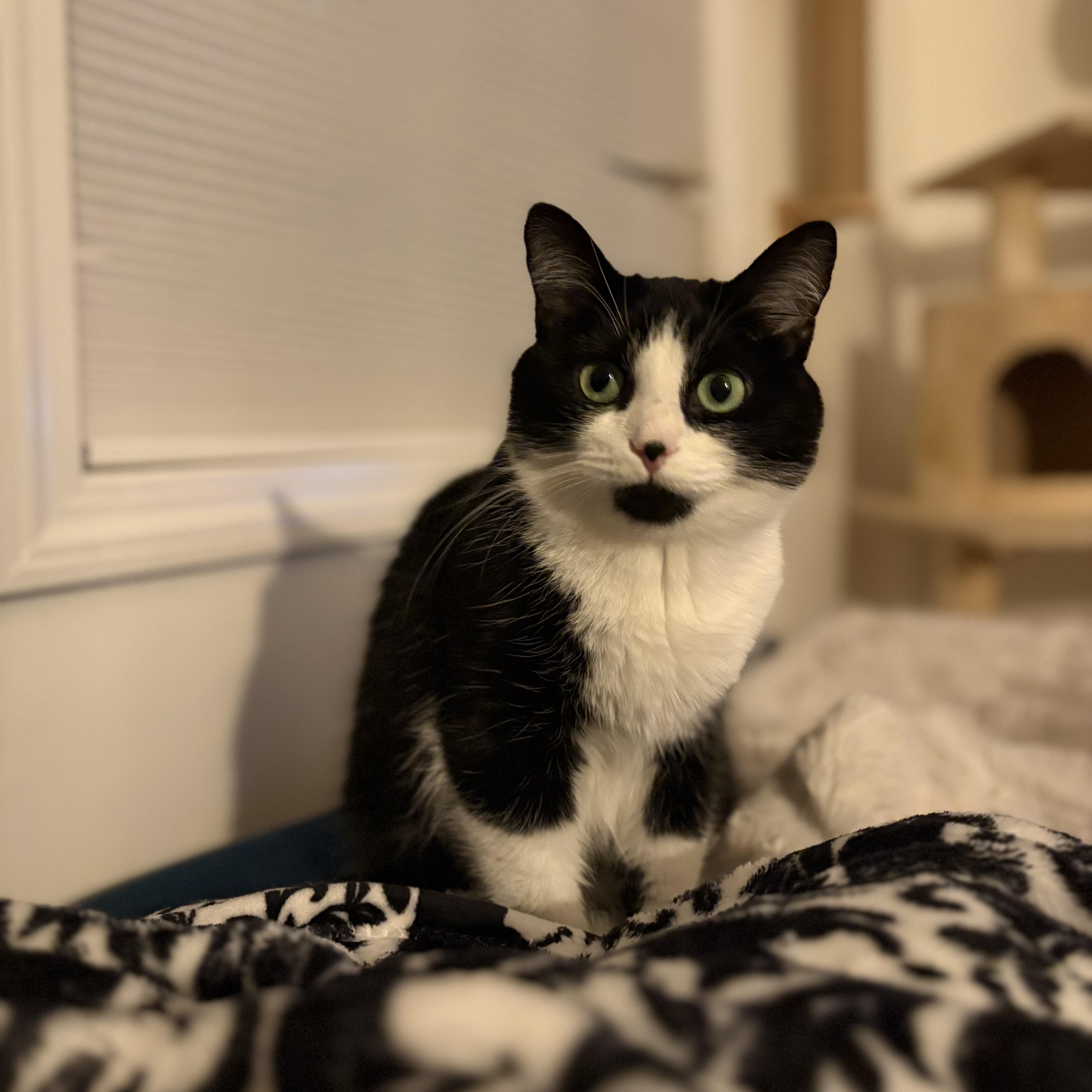 AZALEA, a Adoptable Domestic Medium Hair in East Greenwich, RI image 2/6