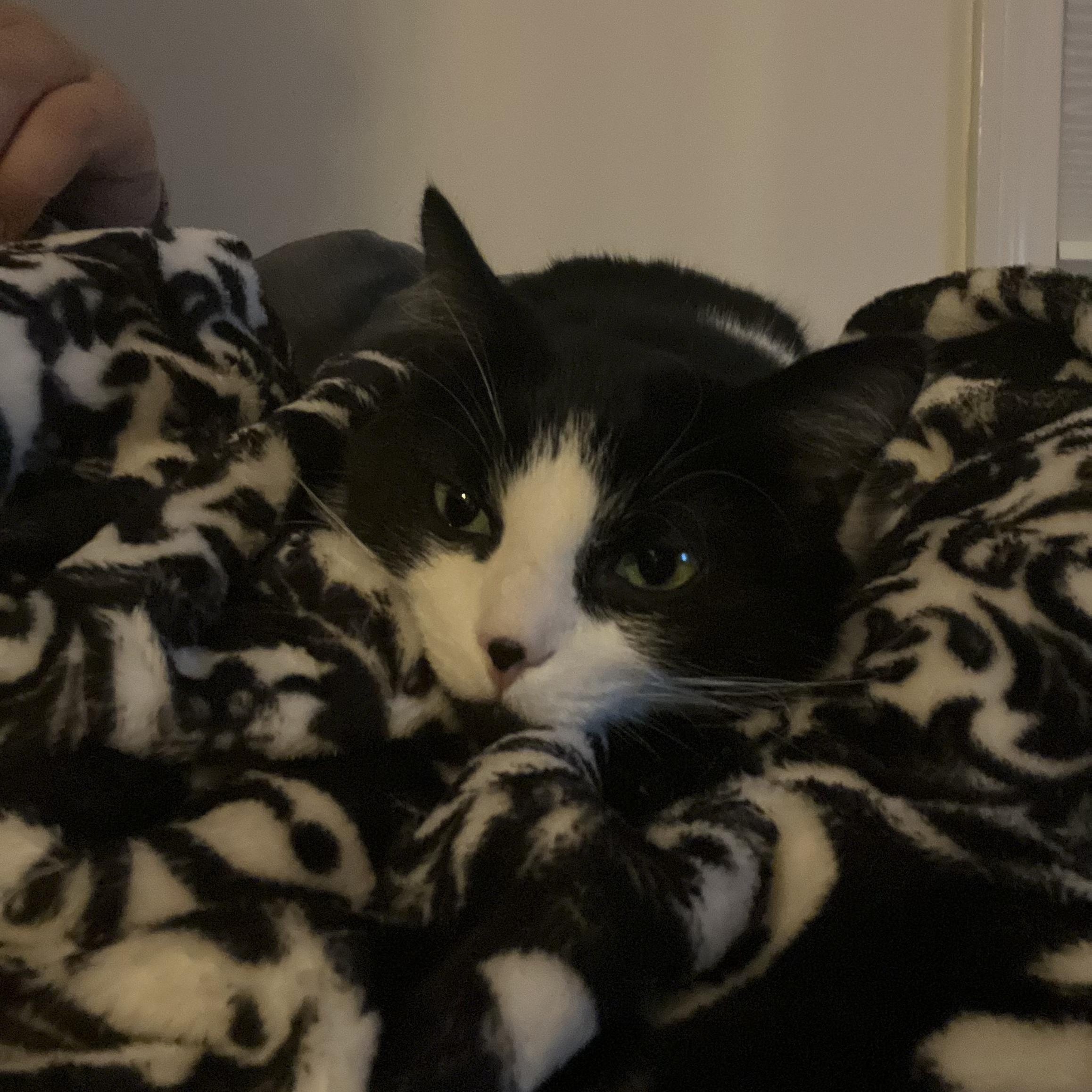 AZALEA, a Adoptable Domestic Medium Hair in East Greenwich, RI image 5/6