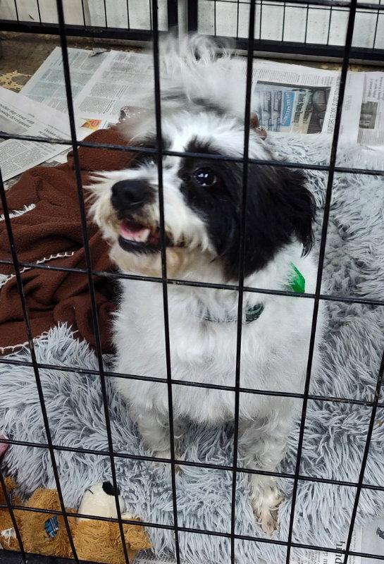 Camila, Adoptable, Adult Female Shih Tzu & Jack Russell Terrier.