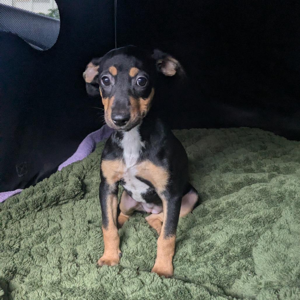 Louise, Adoptable, Puppy Female Coonhound.