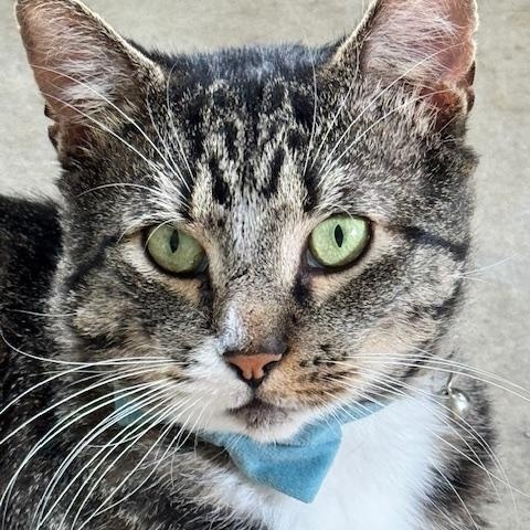 Willie, Adoptable, Young Male Domestic Short Hair.