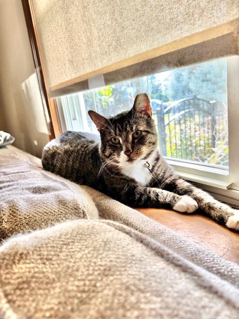 Willie, a Adoptable Domestic Short Hair in Richboro, PA image 3/4