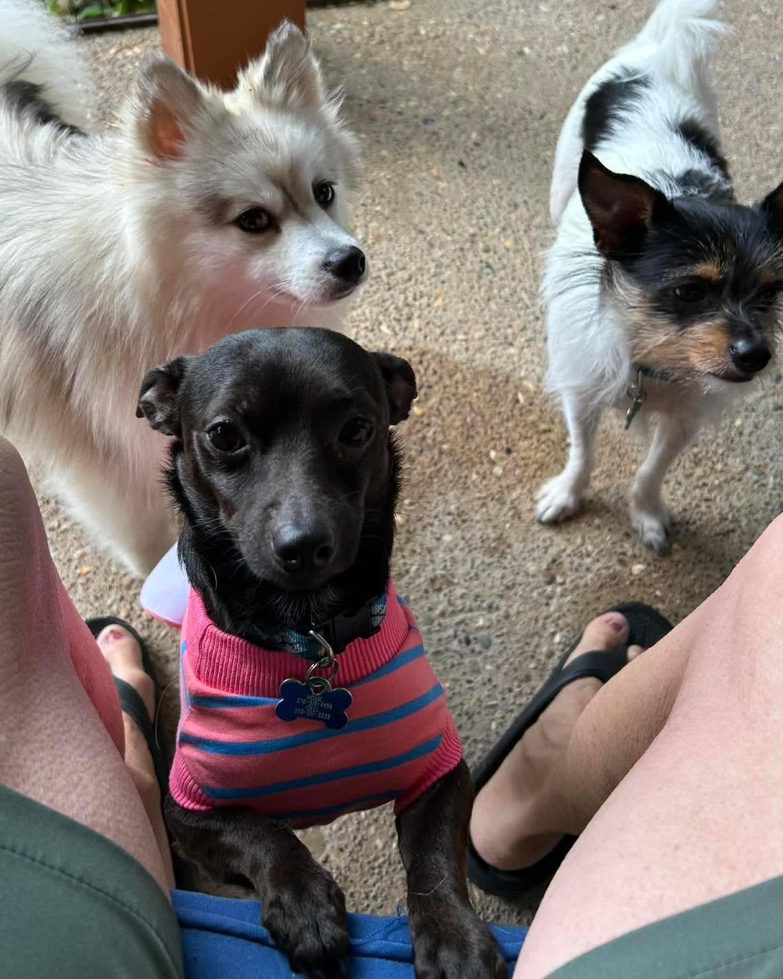 Paco, Adoptable, Adult Male Chihuahua.