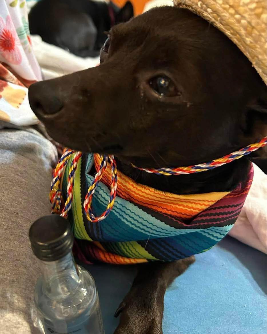Enlarge Paco, a Adoptable mixed breed in Richmond, KY image 2/6