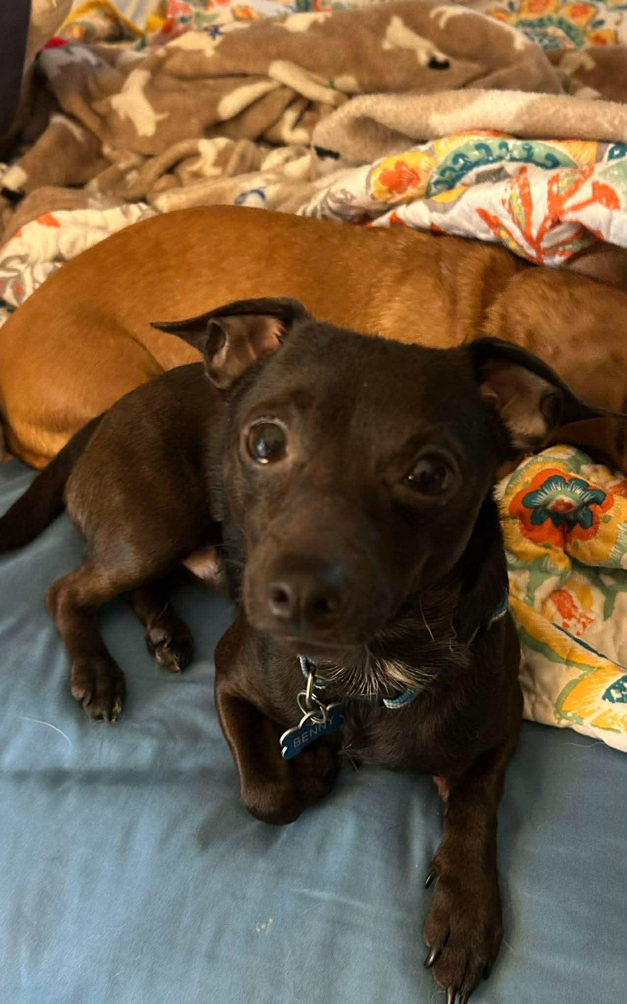 Enlarge Paco, a Adoptable mixed breed in Richmond, KY image 4/6