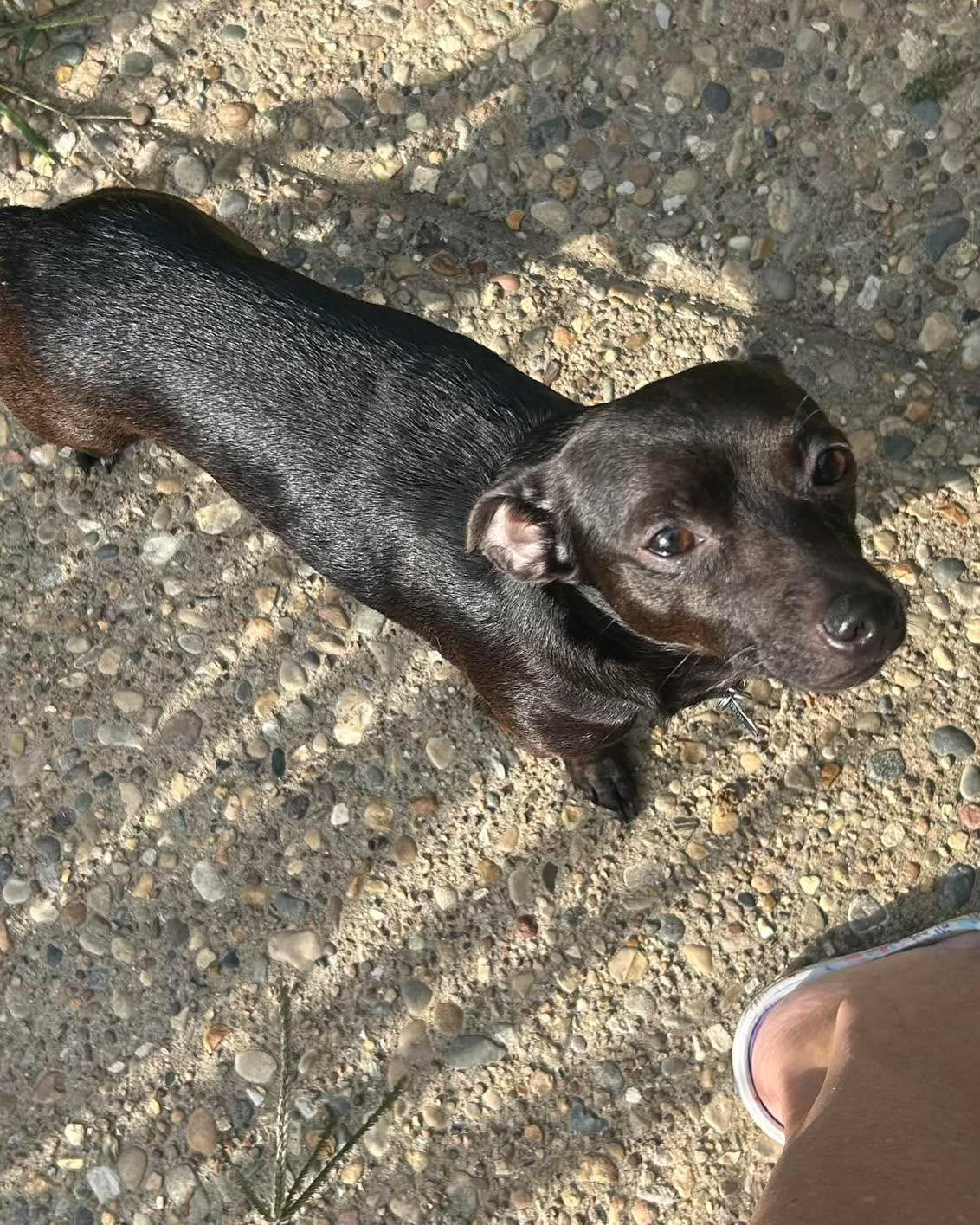 Enlarge Paco, a Adoptable mixed breed in Richmond, KY image 6/6
