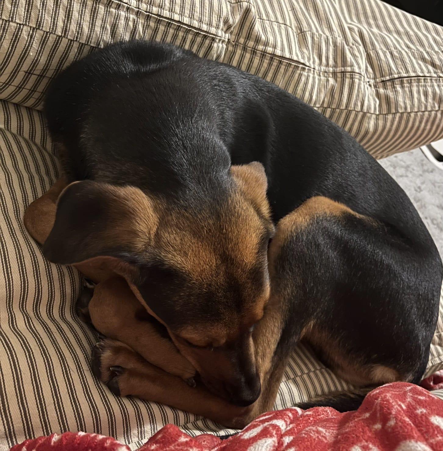 Shiloh, a Adoptable Hound in San Antonio, TX image 2/4