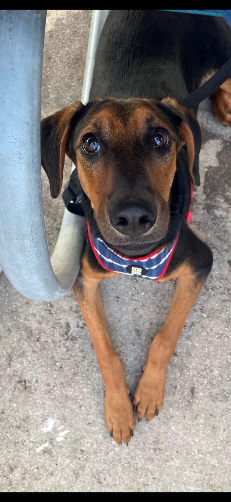 Shiloh, a Adoptable Hound in San Antonio, TX image 1/4