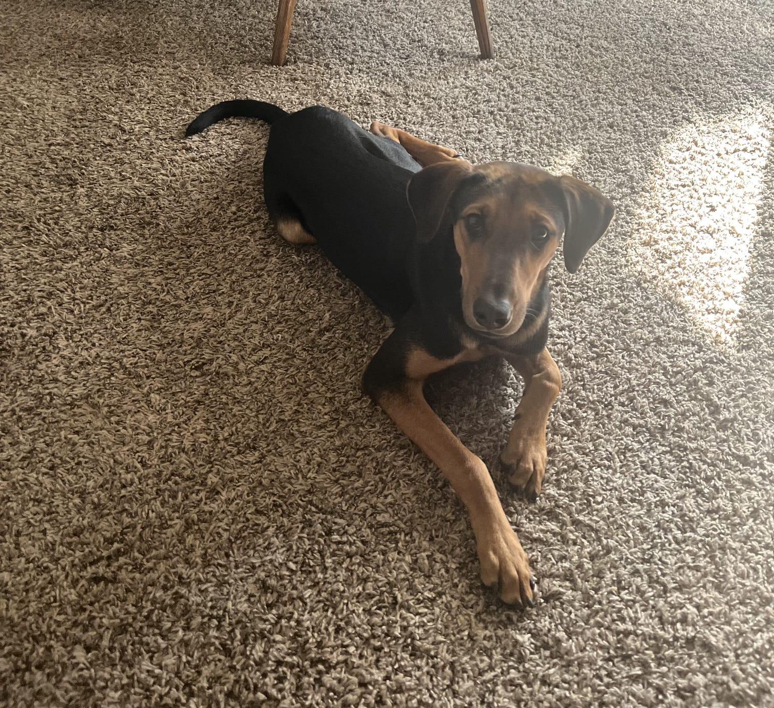 Shiloh, a Adoptable Hound in San Antonio, TX image 3/4