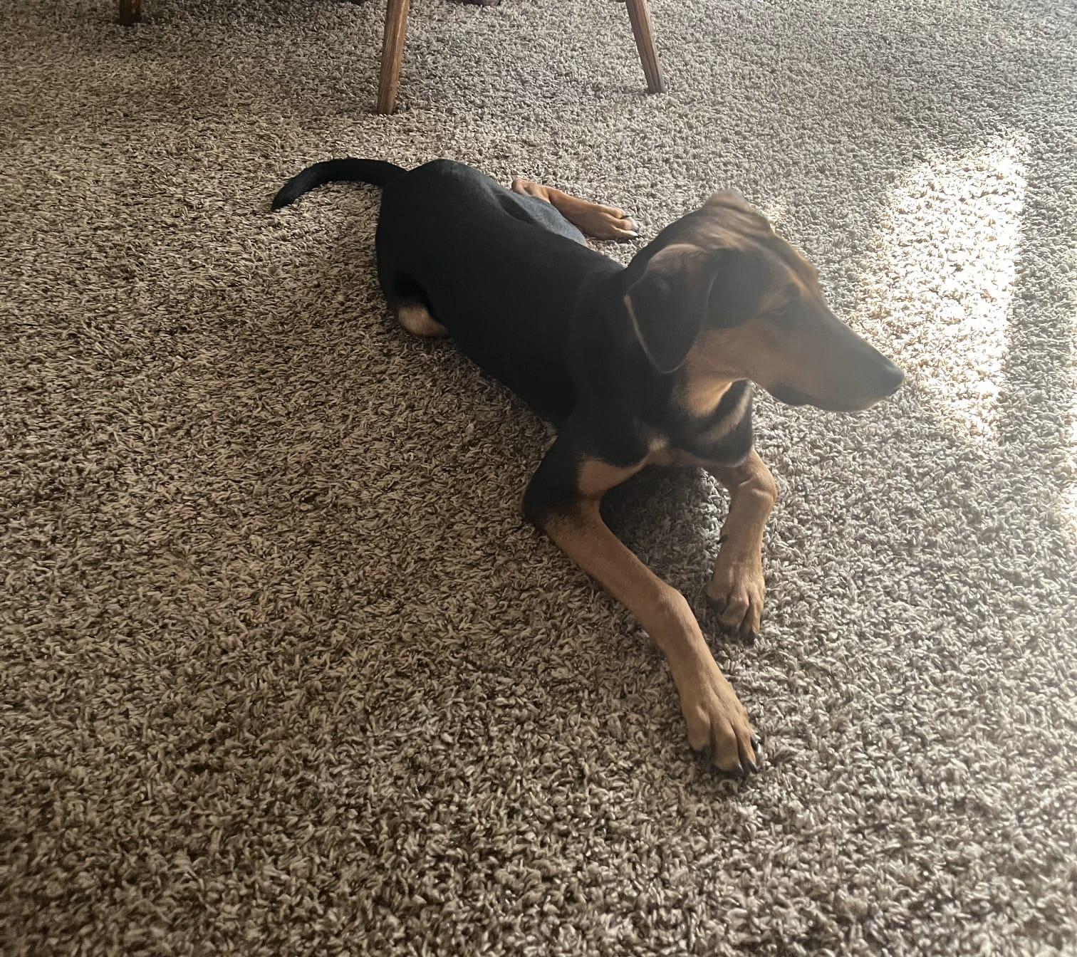 Shiloh, a Adoptable Hound in San Antonio, TX image 4/4