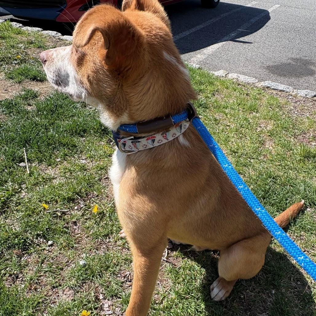 Nash, Adoptable, Young Male Mixed Breed.