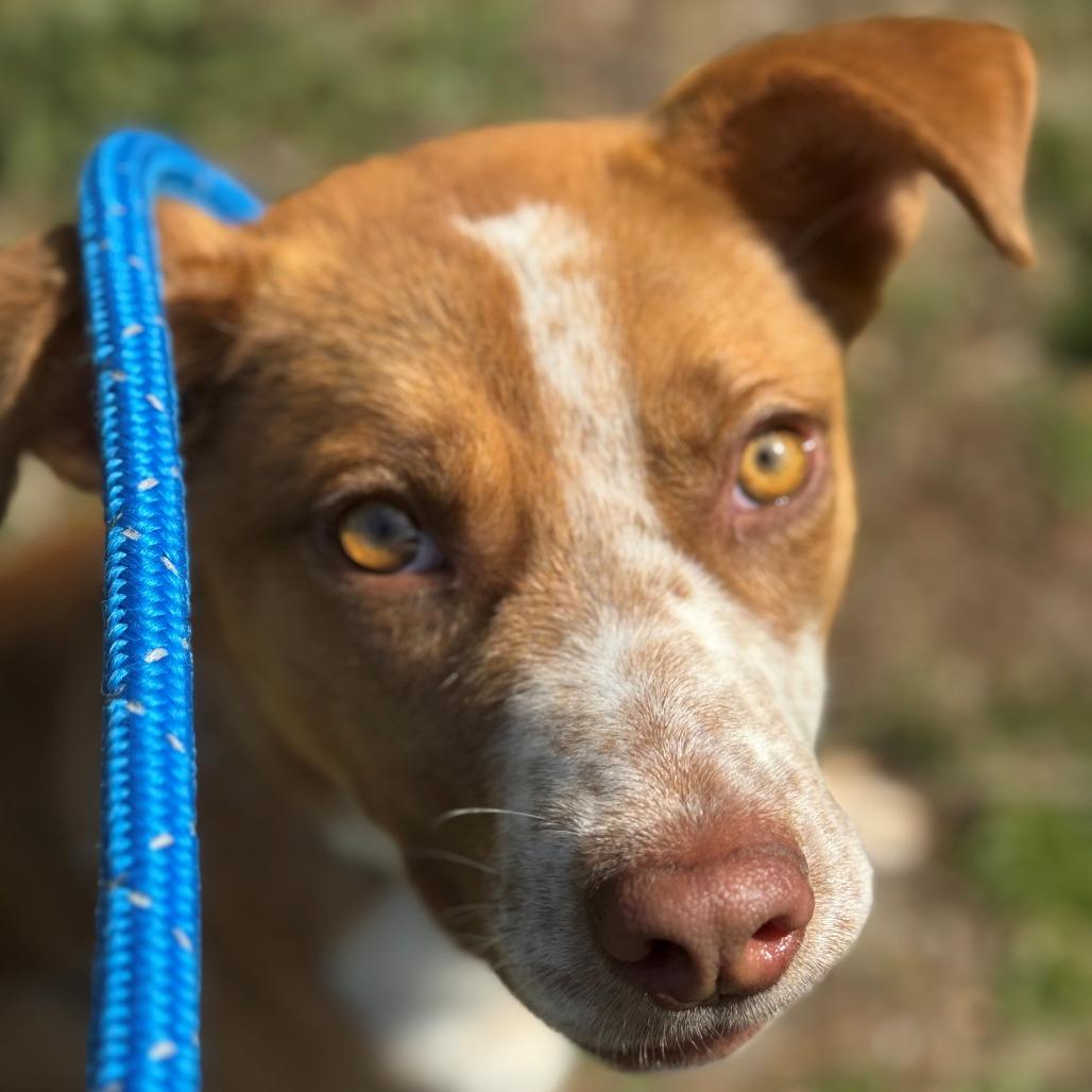 Enlarge Nash, a Adoptable Mixed Breed in East Hanover, NJ image 2/6