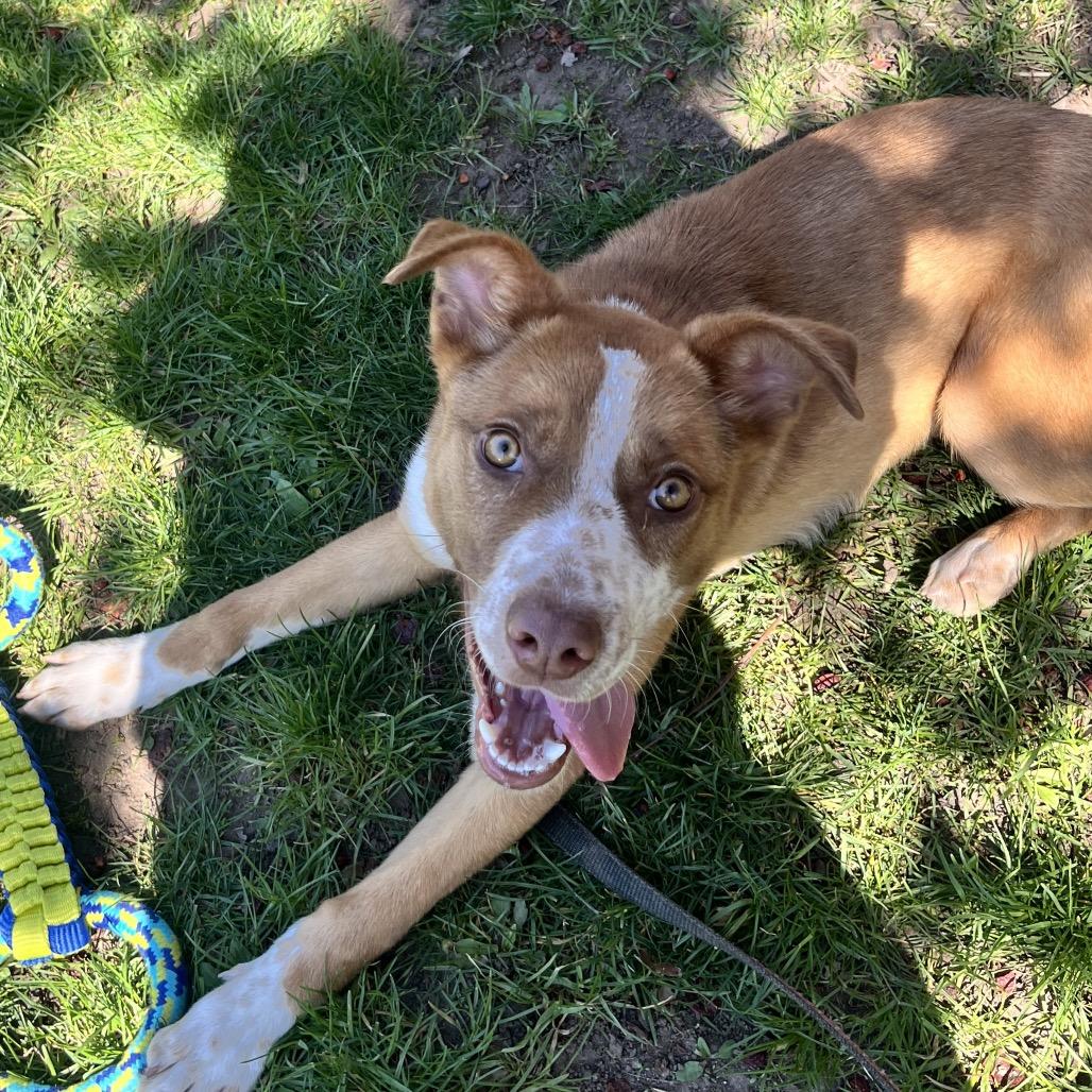 Enlarge Nash, a Adoptable Mixed Breed in East Hanover, NJ image 3/6
