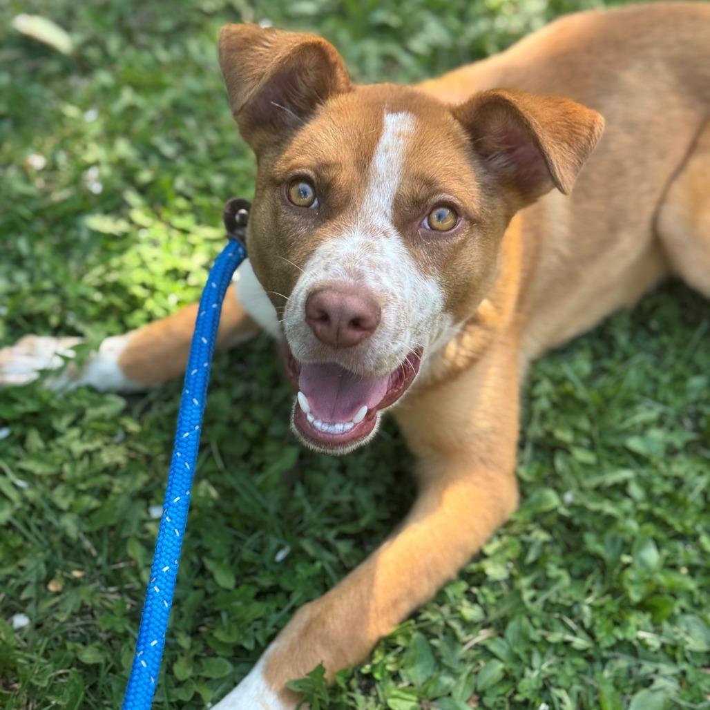 Enlarge Nash, a Adoptable Mixed Breed in East Hanover, NJ image 4/6