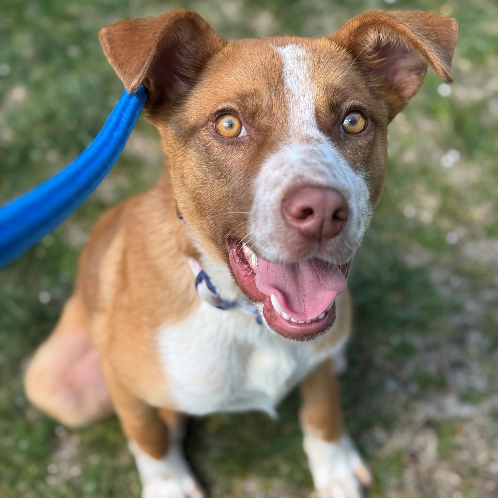 Enlarge Nash, a Adoptable Mixed Breed in East Hanover, NJ image 5/6