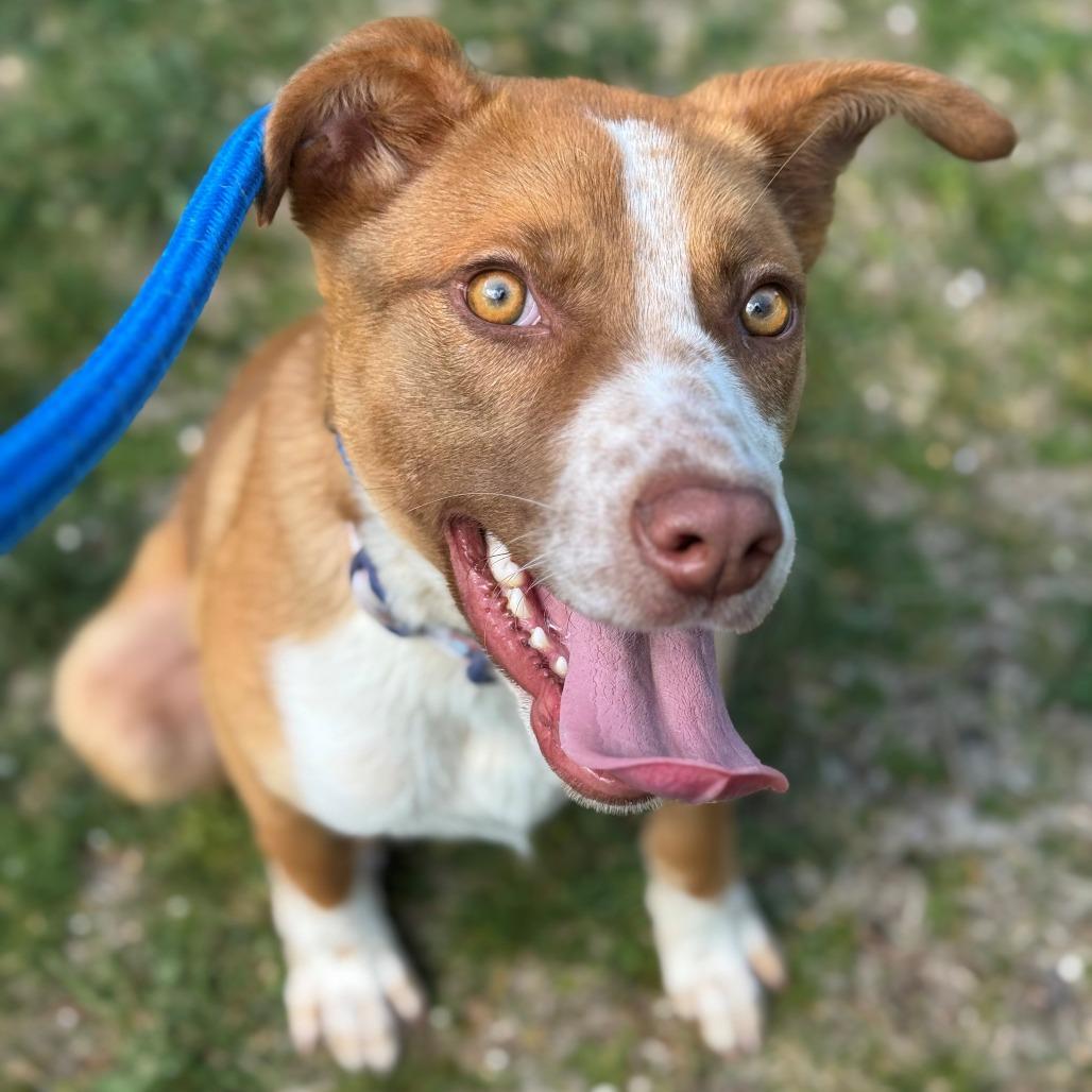 Enlarge Nash, a Adoptable Mixed Breed in East Hanover, NJ image 6/6