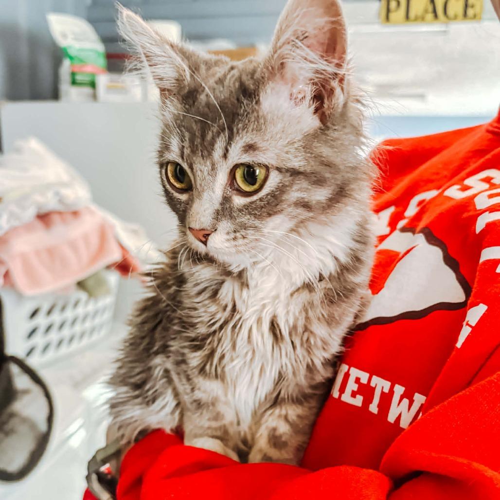 Clover 2236, a Adoptable Domestic Long Hair in Kansas City, MO image 2/3