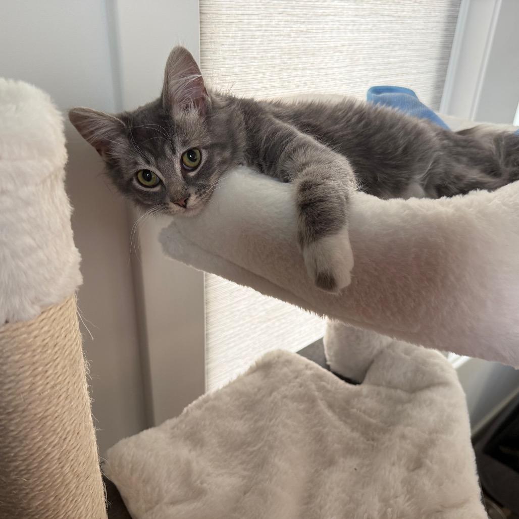 Clover 2236, a Adoptable Domestic Long Hair in Kansas City, MO image 3/3