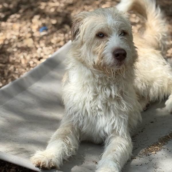 Enlarge Smokey, a Adoptable mixed breed in Chester Springs, PA image 3/6